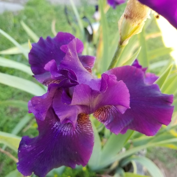 Giant Hello From Georgia! :) - Picture 6 of 10